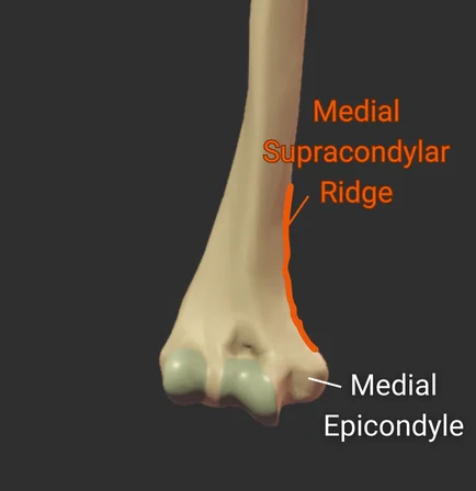 <span class='popup-term' data-popup-id='popup-medial'>Medial</span> Supracondylar Ridge - anterior - isolated